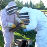 Hive Update: Bee Role
